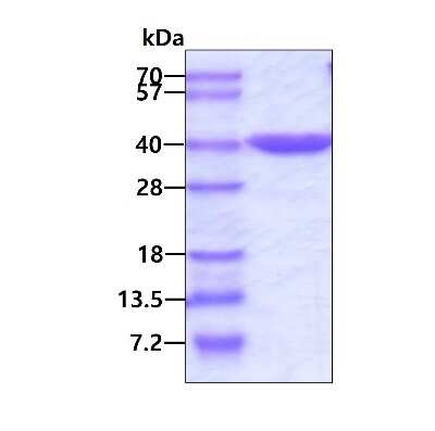 SDS-Page: Recombinant Human SEC13 His Protein [NBP1-51076] - 3ug by SDS-PAGE under reducing condition and visualized by coomassie blue stain.